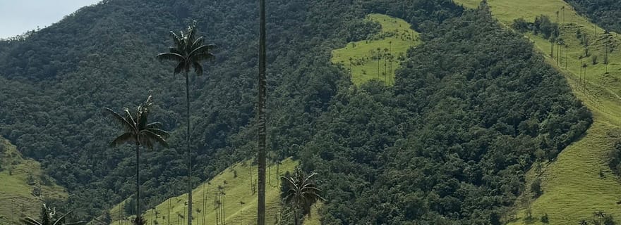 Randonnée dans la vallée de la Cocora et visite de Salento