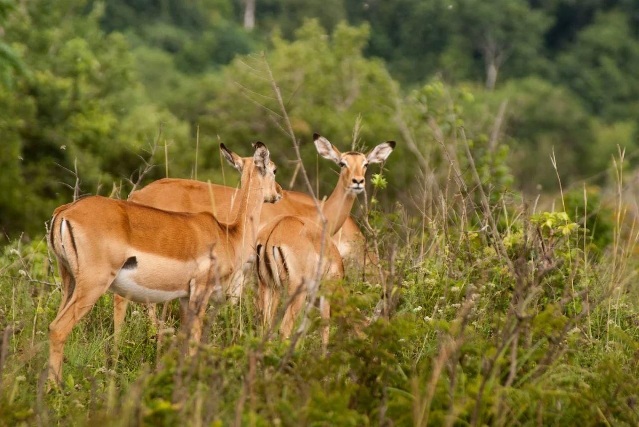 Diani: Geführte Tagestour zum Shimba-Hills-Reservat mit Mittagessen