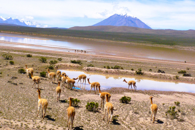 Full Day Trip to Colca Canyon from Arequipa