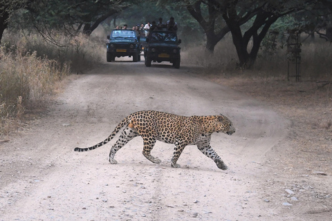 Jaipur: Privat guidad Jhalana Leopard Safari Tour