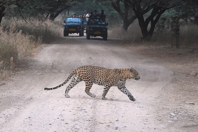 Jaipur Safari con leopardo en Jhalana