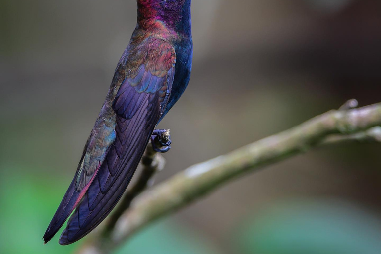 Visite privée du sanctuaire d&#039;oiseaux de RocklandDepuis Montego Bay