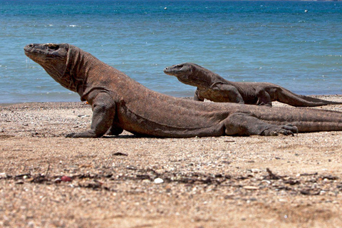 Komodo Island Day Trip with Snorkeling Private Or Sharing Private Komodo Island Day Trip with Snorkeling Max 4 People