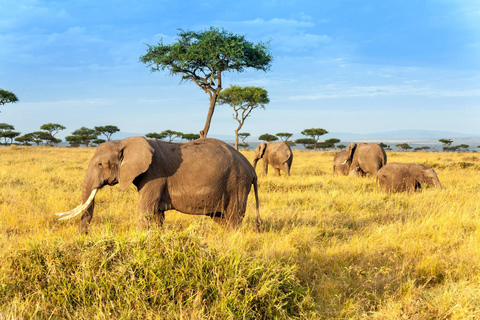 Day Trip: Amboseli National Park Safari with Driver Guide