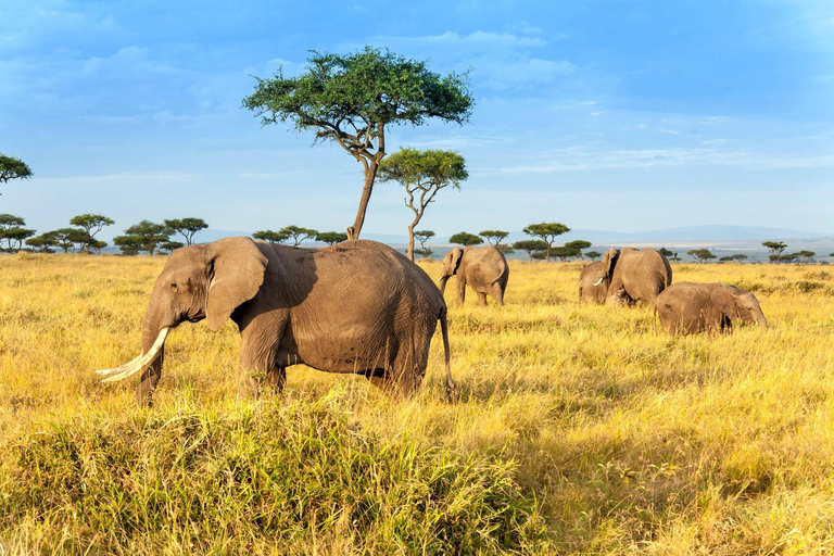 Day Trip: Amboseli National Park Safari with Driver Guide Private Daytrip