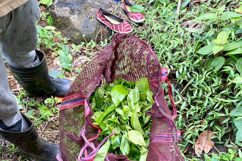 Colombo: Tour delle piantagioni di tè e delle tenute di gomma con pranzo