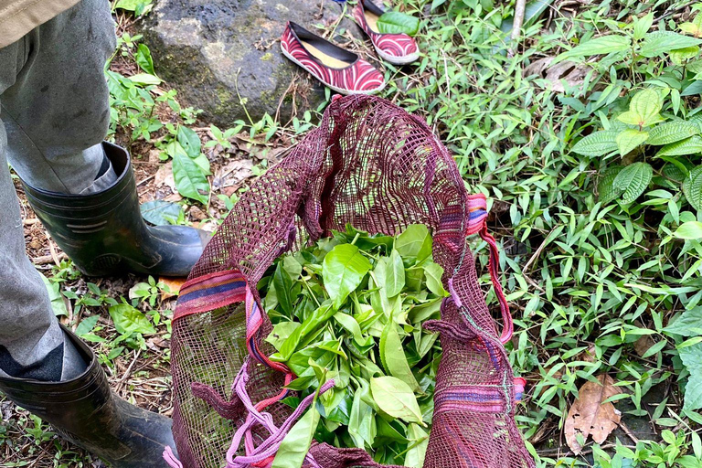 Colombo: Tour delle piantagioni di tè e delle tenute di gomma con pranzo