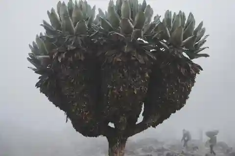 Escalada de 6 dias na Rota Marangu do Kilimanjaro