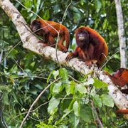 Von Puerto Maldonado || Kajaktour + Affeninsel für 1 Tag