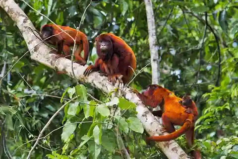 Da Puerto Maldonado || Tour in kayak +Monkey Island per 1 giorno