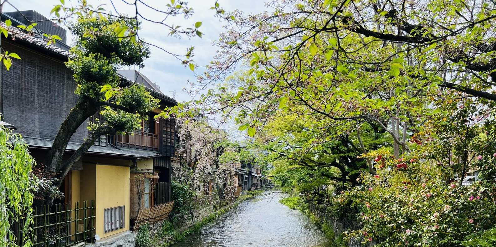 Kyoto experience — temples, geisha, bamboo grove — image 12