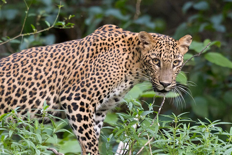 Von Negombo aus: Wilpattu-Nationalpark-Safari mit TransfersVon Negombo aus: Safari im Wilpattu-Nationalpark mit Transfers