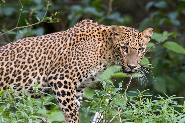 Von Negombo aus: Wilpattu-Nationalpark-Safari mit TransfersVon Negombo aus: Safari im Wilpattu-Nationalpark mit Transfers