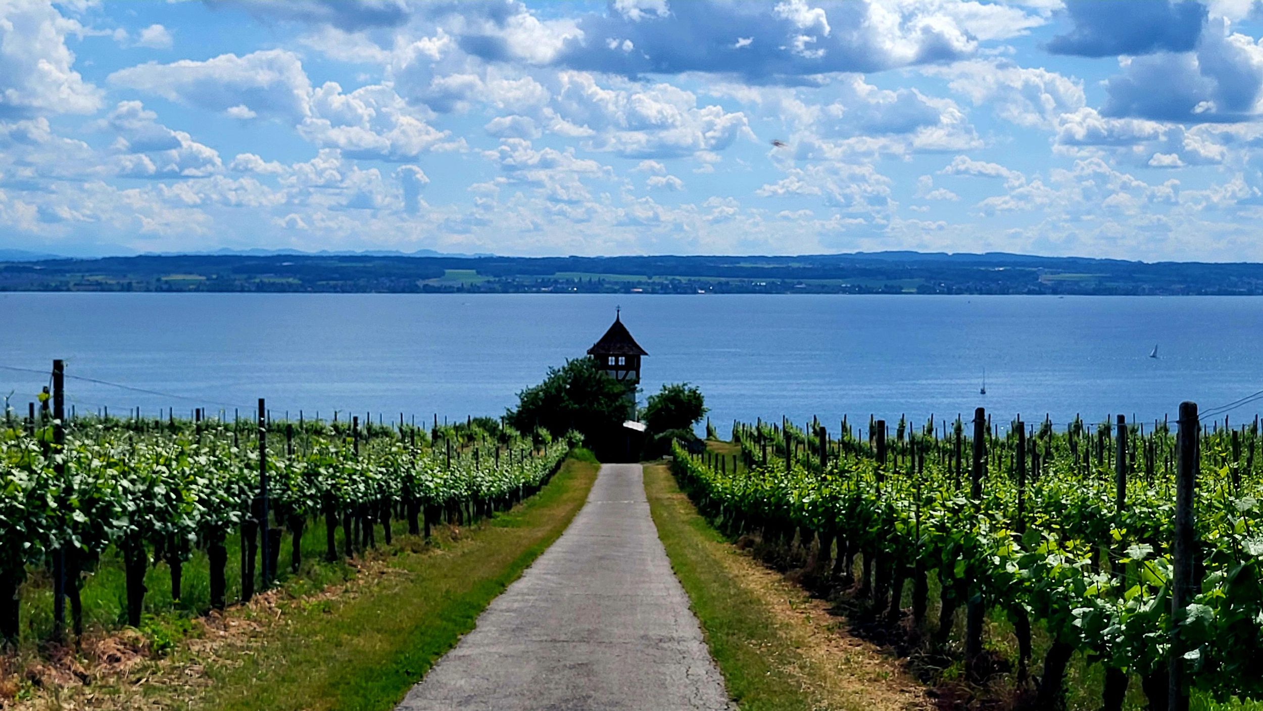 Fähre nach Meersburg & Altstadt / Spaziergang durch die Weinberge & Weinverkostung
