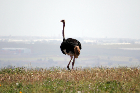 Desde Agadir: Safari por el desierto del Parque Nacional de Sous Massa con almuerzo