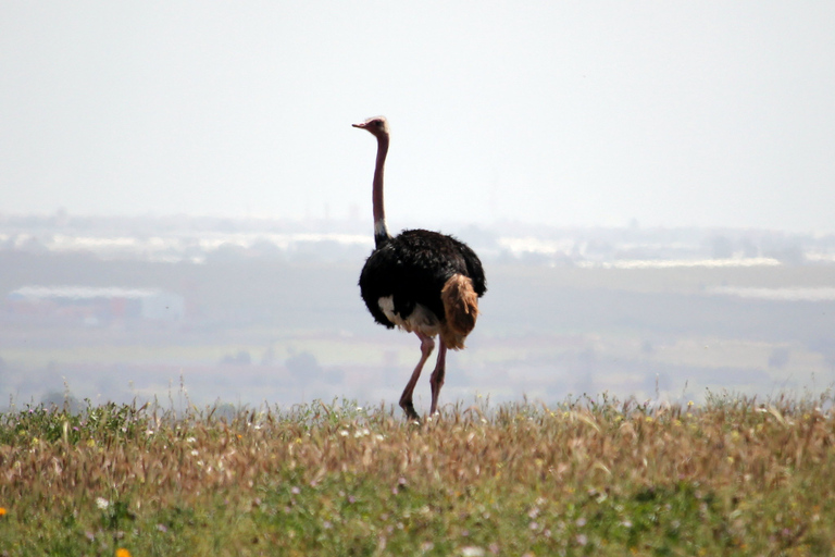 De Agadir: Safari no Deserto do Parque Nacional de Sous Massa com almoço