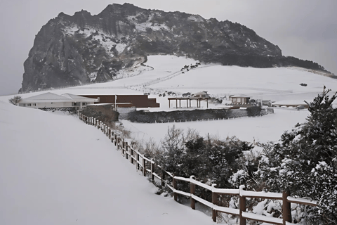 Jeju: Winter East Snow, Camellia, Tangerine Picking Tour
