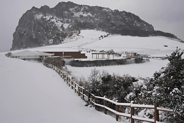 Jeju: Winter East Snow, Camellia, Tangerine Picking Tour