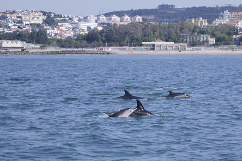 Lisboa: Passeio de barco para observação de golfinhosLisboa: Passeio de Barco para Observação de Golfinhos