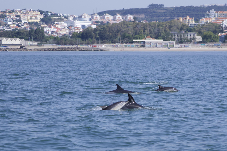 Lisboa: Passeio de barco para observação de golfinhosLisboa: Passeio de Barco para Observação de Golfinhos