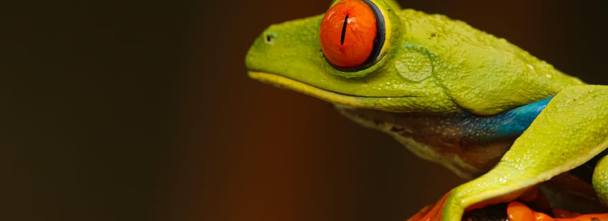 La Fortuna : visite de nuit de la forêt tropicale du volcan Arenal (privé)