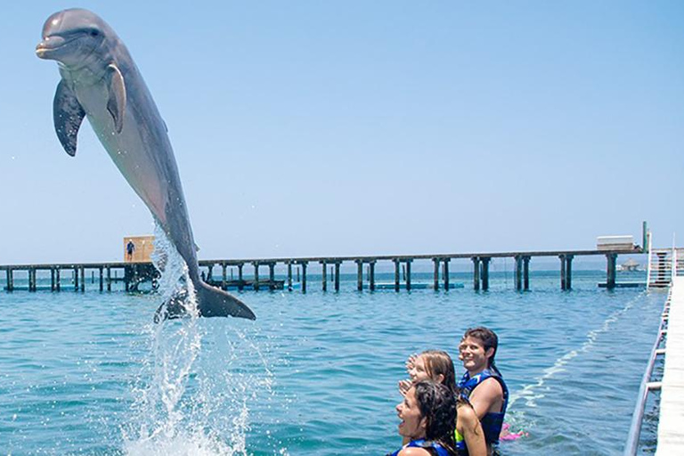 Aventure de nage avec les dauphins à Punta Cana : 40 minutes d&#039;expérience avec les dauphins