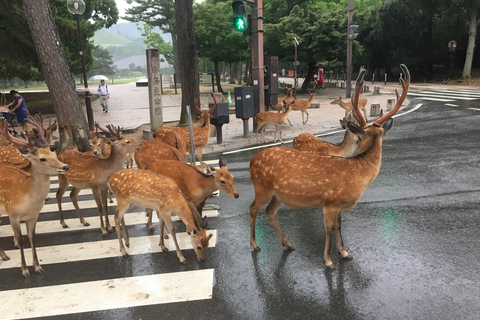 Vanuit Osaka: Dagtrip Kyoto en NaraPick-up bij Osaka-NIPPONBASHI UITGANG 2