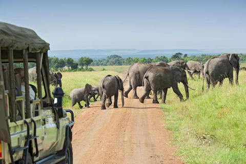 Parco Nazionale di Yala: Safari privato di un giorno intero (04:00-18:00)