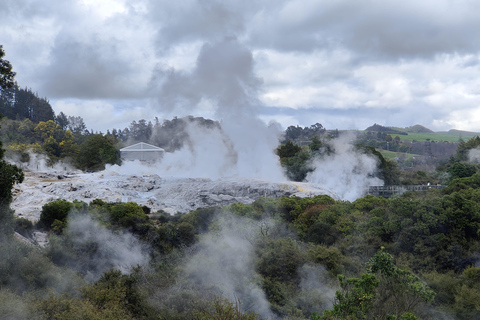 From Tauranga: Rotorua Maori Village Tour with Hangi Lunch