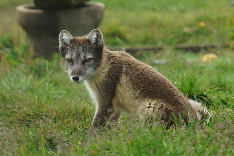 From Isafjordur: Arctic Fox Centre Guided Bus Tour