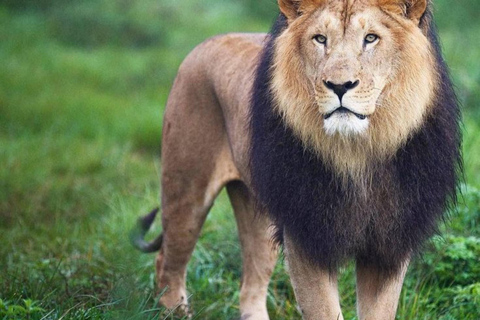Chebera Churchura: 5-Day Wildlife & Nature Safari Experience