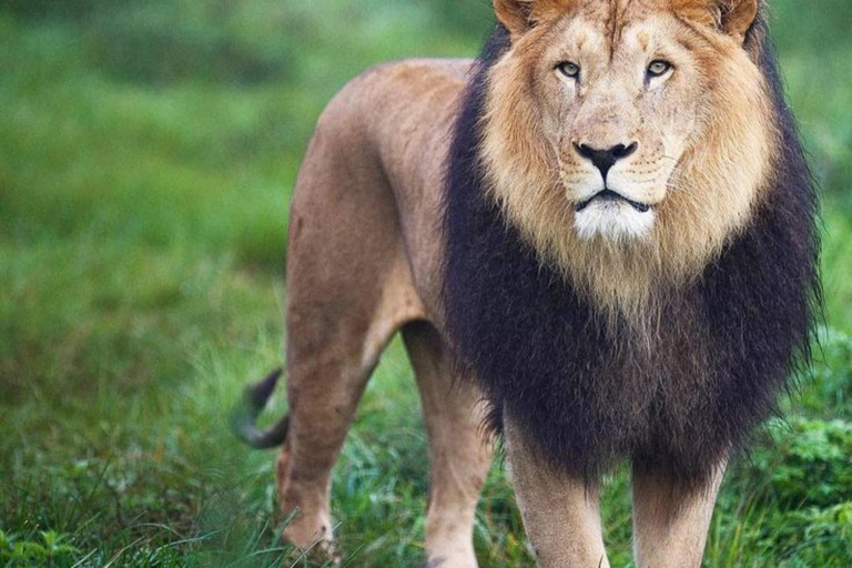 Chebera Churchura: 5-Day Wildlife & Nature Safari Experience