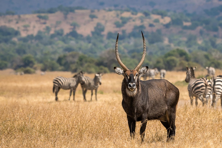 Rwanda: 8-daagse safari met Kigali, Nyungwe en vulkanenGorilla trektochten