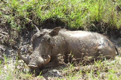 From Entebbe: 3-Day Lake Mburo Safari with Boat Cruise