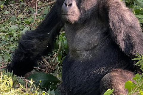 3-Day Bwindi Gorilla Trekking Tour