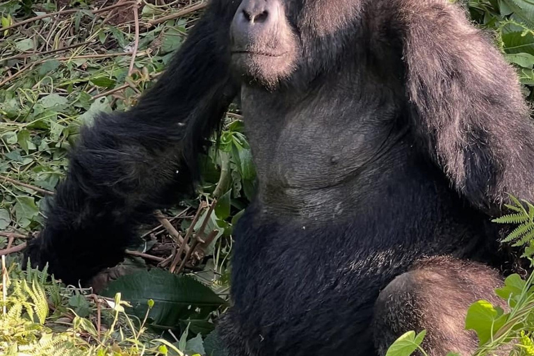 3-Day Bwindi Gorilla Trekking Tour