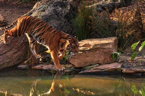 Desde Nueva Delhi: Excursión de 3 días al Parque Nacional de RanthamboreTour privado con alojamiento en hotel