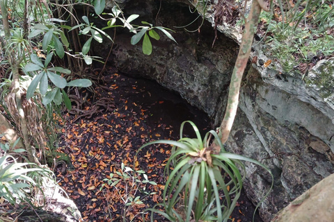 Guided Primeval Nature Walk Tour