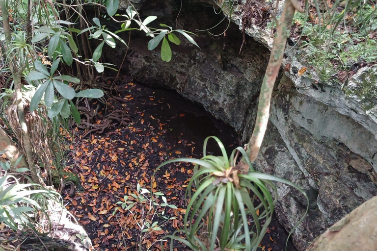 Guided Primeval Nature Walk Tour