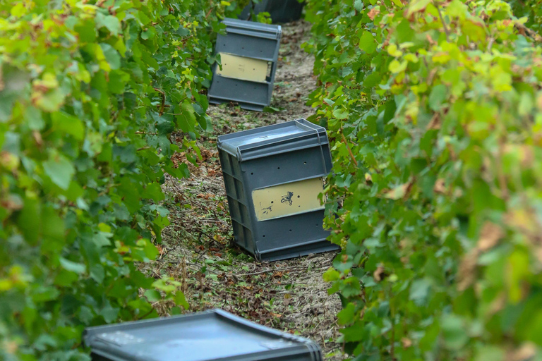 Spring Time Vineyards Milan’s Perfect Wine Tasting & Lunch