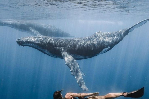 Mirissa: Dolphin Swim Blue Whale Snorkelling | All-Inclusive Mirissa: Scuba Diving & Turtle Snorkelling Experience