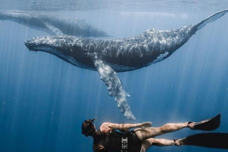 Mirissa: Dolphin Swim Blue Whale Snorkelling | All-Inclusive Mirissa: Scuba Diving & Turtle Snorkelling Experience