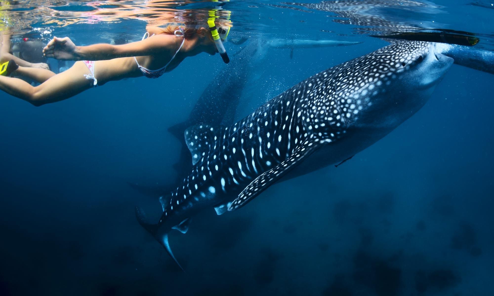Schwimmen mit Walhaien: Mehrtägiges Abenteuer in Dhangethi