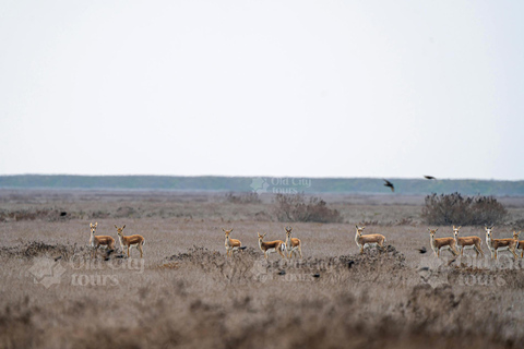 Shirvan Eco-Tour: Gazelles, Birdwatching & Village Lunch Private tour