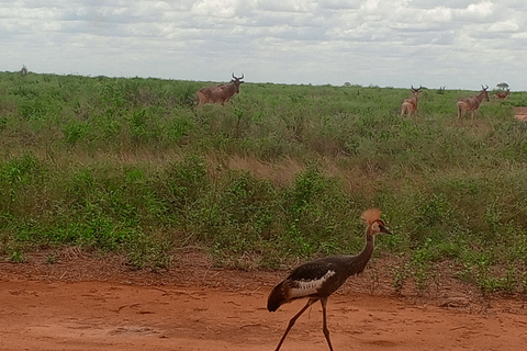 5DAYS SAFARI AMBOSELI,TSAVO WEST AND TSAVO EAST FROM NAIROBI