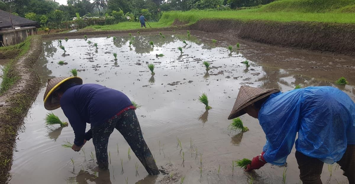 Ubud: Educational Eco Tour with Lunch and Cheese Making | GetYourGuide