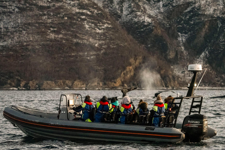 From Tromso: Whale Watching in Magic Skjervoy