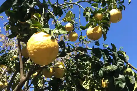 Sorrento: Haveudflugt til citron- og appelsintræer