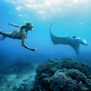 From Bali Swim With Manta Rays In Nusa Penida GetYourGuide