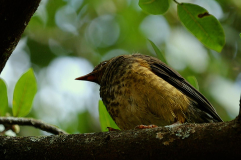 From Nairobi: Ondiri Wetland Guided Walking Tour